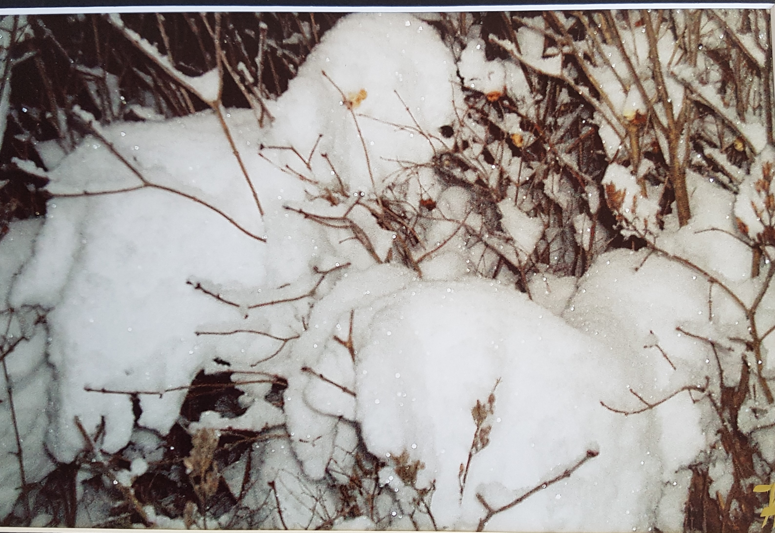 Snölamm